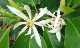 白兰花哪里有卖 白兰花批发