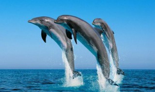 海豚为什么喜欢人类（海豚为什么会爱上人类）