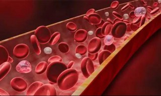 世界上最稀有的血型 世界上最稀有的血型排名