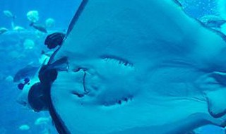 魔鬼鱼形态特征（魔鬼鱼形态特征描写）