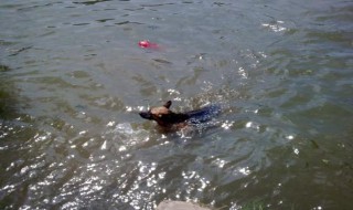 梦见在河里洗澡水深什么意思（梦到在河水里洗澡什么意思）