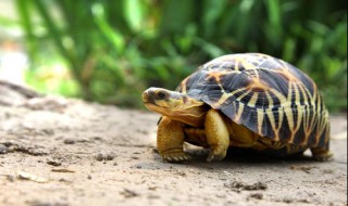 辐射龟是什么（辐射龟是什么时候别列入）