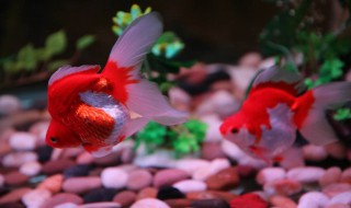 什么鱼招财（什么鱼招财好养又好看）