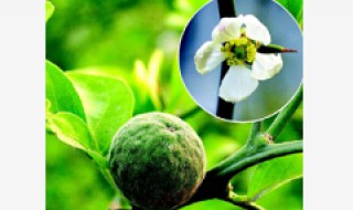 枳的养殖方法 枳椇的繁殖方法