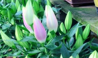 野百合的养殖方法 野百合怎么养