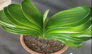 君子兰叶子发黄如何解决（君子兰叶子发黄怎么解决）