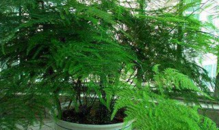 文竹叶子发黄的解决方法 文竹叶子发黄的解决方法是什么