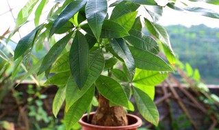 发财树叶子发黄是什么原因（发财树叶子发黄）