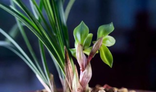 兰花的培养要点 兰花的培养要点有哪些