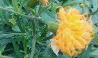 平卧菊三七的养殖方法（平卧菊三七的养殖方法及用量）