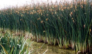 养殖蒲苇的注意事项(养殖蒲苇的注意事项和禁忌)