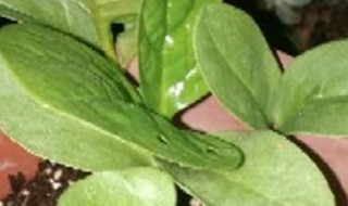 紫角叶的养殖方法 紫角叶怎么做