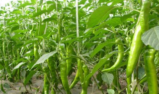 青椒种植和成熟时间 青椒种植和成熟时间图片