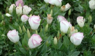 洋桔梗的种植方法 洋桔梗的种植方法和时间