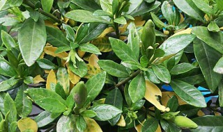 栀子花叶子发黄如何解决 栀子花叶子发黄如何解决方法