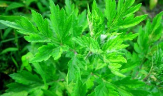 艾叶草的养殖方法（艾草怎么养殖）