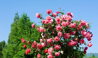 树状月季用什么砧木 树状月季嫁接的砧木品种