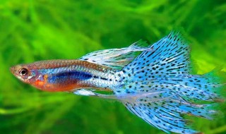 养孔雀鱼鱼缸背景用什么颜色 养孔雀鱼鱼缸背景用什么颜色好