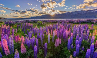 鲁冰花的寓意是什么 鲁冰花这首歌的寓意是什么