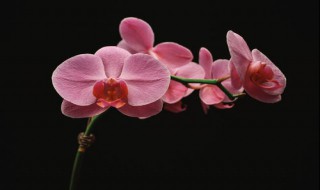 蝴蝶兰好养活吗 蝴蝶兰好养活吗怎么养