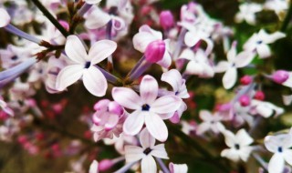 五瓣丁香花的花语是什么 五瓣丁香花的花语是什么寓意