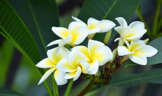 栀子花冬天是否落叶 栀子花冬天落叶吗?