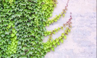 盆栽爬山虎如何繁殖（盆栽爬山虎如何繁殖后代）