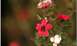 松红梅一年开几次花 松红梅一年开几次花呢