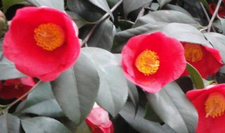 如何识别六角大红茶花（如何识别六角大红茶花品种）