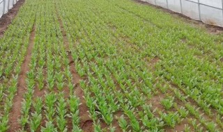 猫草怎么种 猫草怎么种长得快