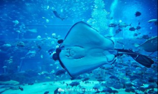 魔鬼鱼怎么养 魔鬼鱼怎么养活