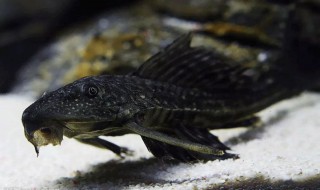 反游猫跟清道夫有什么区别 反游猫跟清道夫有什么区别图片