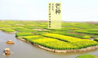 芒种吃什么食物养生(芒种吃什么食物养生好)