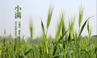 小满节气食物（小满节气食物的俗语）