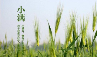 小满吃什么传统食物 小满吃什么好