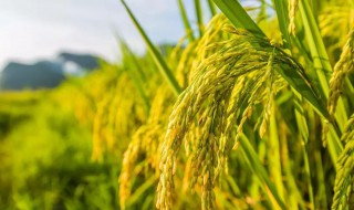 2019水稻补贴发放时间（水稻补贴几月份能下来）