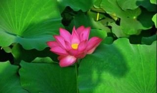 夏至的风俗习惯 关于夏至的风俗