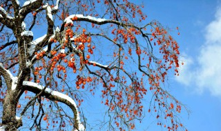 柿子树春天几月份劈接好 柿子树春天嫁接时间