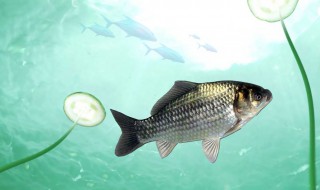 路亚杆能海钓吗(路亚竿可以海钓吗)