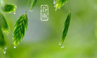 谷雨节气的谚语（谷雨节气的谚语俗语）