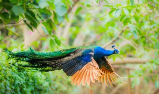 平顶山市附近有养孔雀的吗 附近孔雀养殖基地