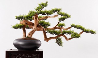 如何制作罗汉松盆景 如何制作罗汉松盆景造型