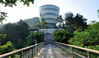 南山风景区大树叫啥树（南山风景区大树叫啥树来）