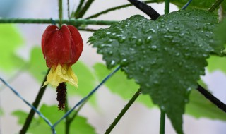 蔓性风铃花能活几年 蔓性风铃花能活几年(多年生