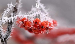 霜降节气吃什么水果 霜降吃什么传统食物水果