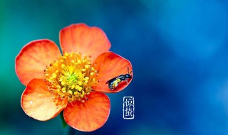 惊蛰里的蛰是什么意思 惊蛰是什么意思