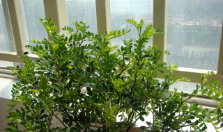 胡椒木和清香木哪个好养 胡椒木好还是清香木好