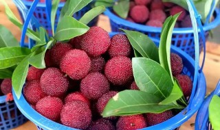 杨梅成熟季节是几月份（杨梅成熟季节是几月份呢）