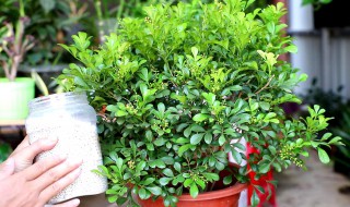 米兰的花语和寓意 米兰的花语和寓意图片