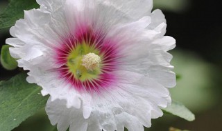 蜀葵有什么传说故事（蜀葵又名什么）